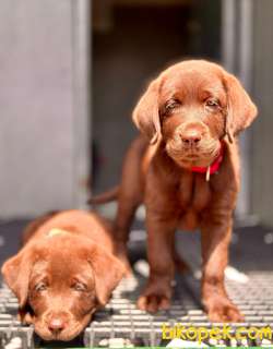 Labrador Retriever Yavruları Muhteşem Formda 2