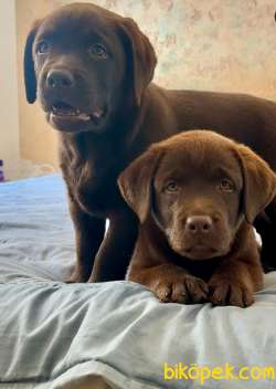 Labrador Retriever Yavruları Muhteşem Formda 3