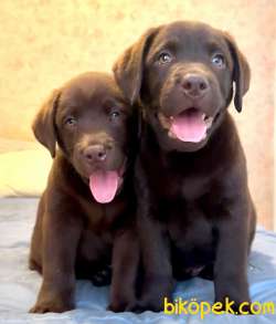 Labrador Retriever Yavruları Muhteşem Formda 1