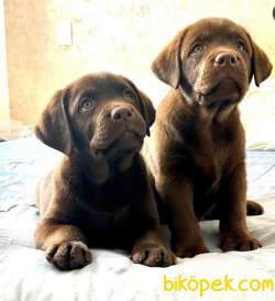Labrador Retriever Yavruları Muhteşem Formda 2