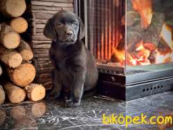 LABRADOR RETRİEVER YAVRULARI MUKEMMEL 4