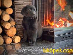 LABRADOR RETRİEVER YAVRULARI MUKEMMEL 3