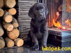 LABRADOR RETRİEVER YAVRULARI MUKEMMEL