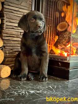 LABRADOR RETRİEVER YAVRULARI MUKEMMEL 2