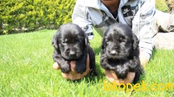 Labrador Retriever Yavrularim 3