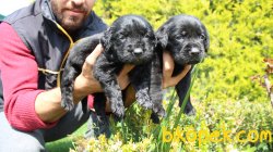 Labrador Retriever Yavrularim 1