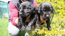 Labrador Retriever Yavrularim 4