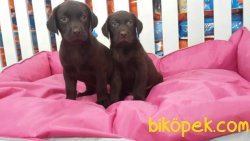 CIKOLATA LABRADOR RETRIEVER YAVRULARIMIZ 1