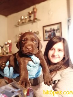 Labrador Retriever Yavrularımız 4