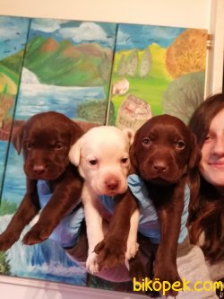 Labrador Retriever Yavrularımız 1