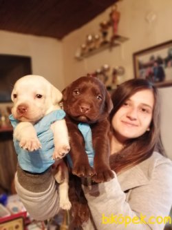Labrador Retriever Yavrularımız 2