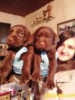 Labrador Retriever Yavrularımız 3
