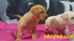 LABRADOR RETRIEVER YAVRULARIMIZ 2