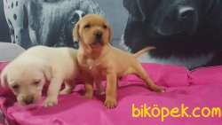 LABRADOR RETRIEVER YAVRULARIMIZ 1