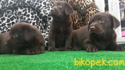 LABRADOR RETRIEVER YAVRULARIMIZ 2