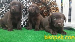 LABRADOR RETRIEVER YAVRULARIMIZ 4