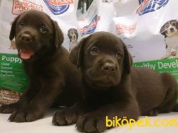 LABRADOR RETRIEVER YAVRULARIMIZ 1