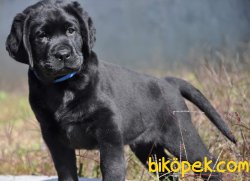 LABRADOR RETRIEVER YAVRULARIMIZ 4
