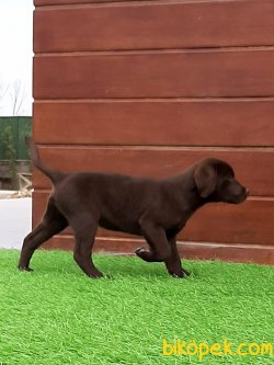 LABRADOR RETRIEVER YAVRULARIMIZ 2