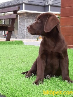 LABRADOR RETRIEVER YAVRULARIMIZ 4