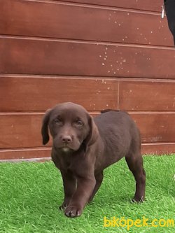 LABRADOR RETRIEVER YAVRULARIMIZ 5