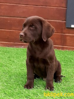 LABRADOR RETRIEVER YAVRULARIMIZ 3
