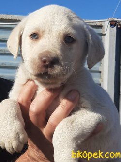 CİKOLATA LABRADOR RETRIEVER YAVRULARIMIZ 4