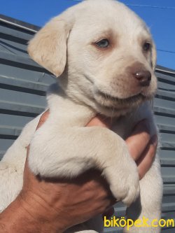 CİKOLATA LABRADOR RETRIEVER YAVRULARIMIZ 2