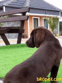 LABRADOR RETRIEVER YAVRULARIMIZ 4