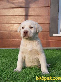 LABRADOR RETRIEVER YAVRULARIMIZ 1