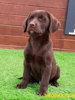 LABRADOR RETRIEVER YAVRULARIMIZ 1
