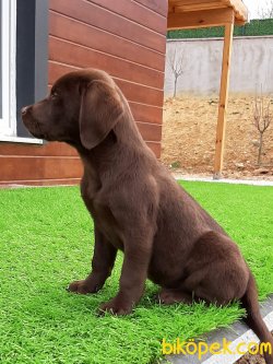 LABRADOR RETRIEVER YAVRULARIMIZ 5