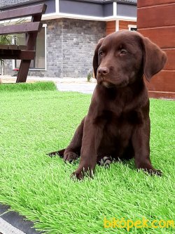 LABRADOR RETRIEVER YAVRULARIMIZ 3