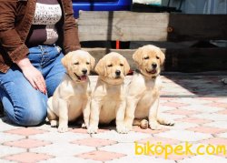 SECERELI LABRADOR RETRIEVER YAVRULARIMIZ 1