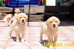 SECERELI LABRADOR RETRIEVER YAVRULARIMIZ 3