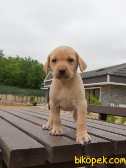 LABRADOR RETRIEVER YAVRULARIMIZ 2