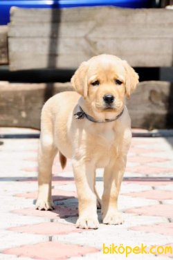 LABRADOR RETRIEVER YAVRULARIMIZ 1