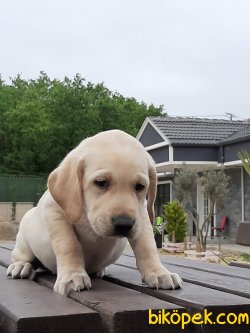 LABRADOR RETRIEVER YAVRULARIMIZ 4