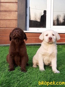 LABRADOR RETRIEVER YAVRULARIMIZ 1