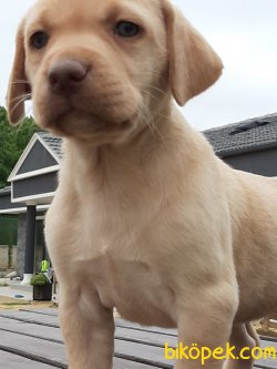 LABRADOR RETRIEVER YAVRULARIMIZ 3