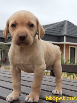 Kalıtenın Adresınden LABRADOR RETRIEVER YAVRULARIMIZ 4