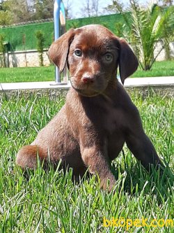 LABRADOR RETRIEVER YAVRULARIMIZ 1