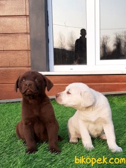 LABRADOR RETRIEVER YAVRULARIMIZ 3