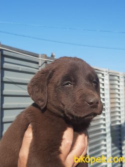 LABRADOR RETRIEVER YAVRULARIMIZ 2