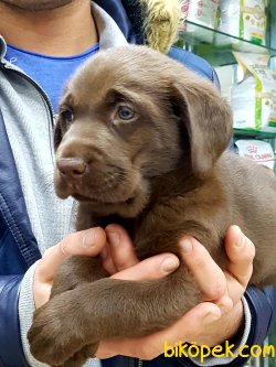 LABRADOR RETRIEVER YAVRULARIMIZ 5