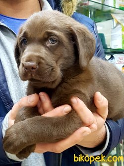 LABRADOR RETRIEVER YAVRULARIMIZ 1