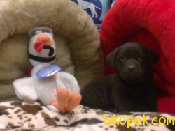 LABRADOR RETRIEVER YAVRULARIMIZ 3
