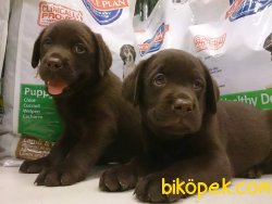 LABRADOR RETRIEVER YAVRULARIMIZ 2