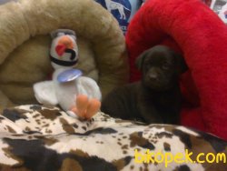 LABRADOR RETRIEVER YAVRULARIMIZ 4