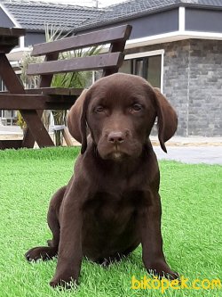 LABRADOR RETRIEVER YAVRULARIMIZ 2
